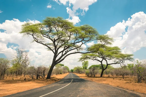 Afrikaanse landschap met lege weg en bomen in Zimbabwe - op de weg naar Kazungula en de grens met Botswana langs Zambezi Drive - Concept van avontuur in de natuur in Afrika grondgebied — Stockfoto