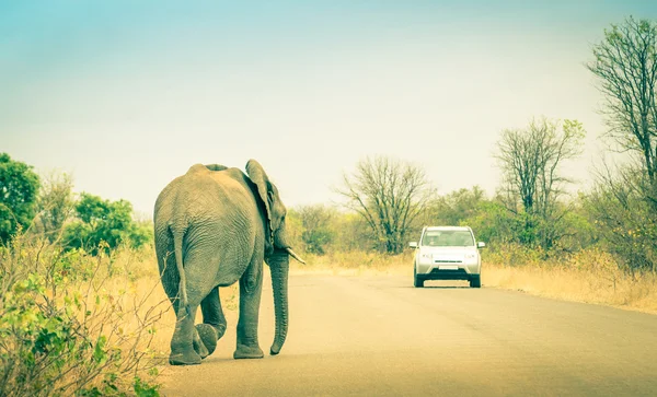Elefante cruzando la carretera en el parque safari - Concepto de conexión entre la vida humana y los animales silvestres - Animales libres en la reserva natural de caza en Sudáfrica —  Fotos de Stock