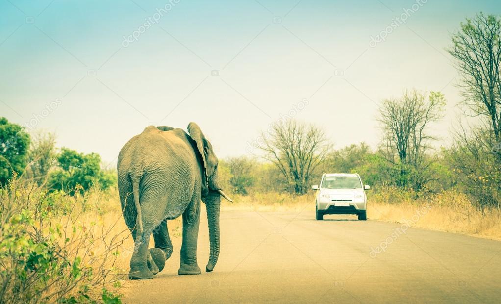 Elephant crossing the road at safari park - Concept of connection between human life and wildlife animal - Free animals in nature game reserve in South Africa