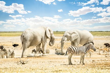 Grup vahşi karışık hayvan rahatlatıcı bir su havuzu Etkin Park - dünya ünlü doğa harikası Kuzey Namibya topraklarında - Afrika safari oyun sürücüler ve ücretsiz yaban hayatı açık havada nokta üzerinde