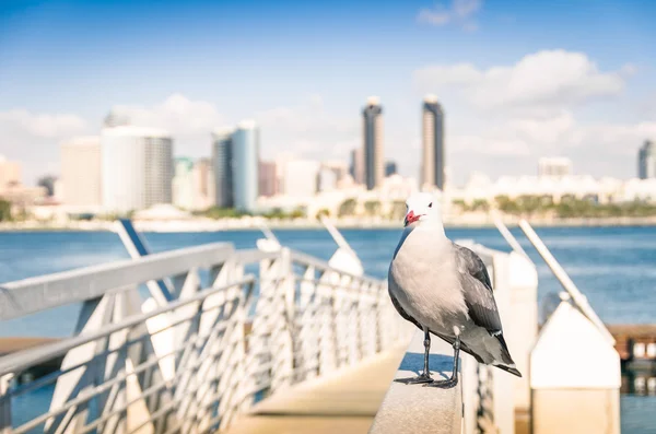 Seagull at San Diego waterfront with skyline view - Skyscrapers from Coronado Island in California - United States — Stock Photo, Image