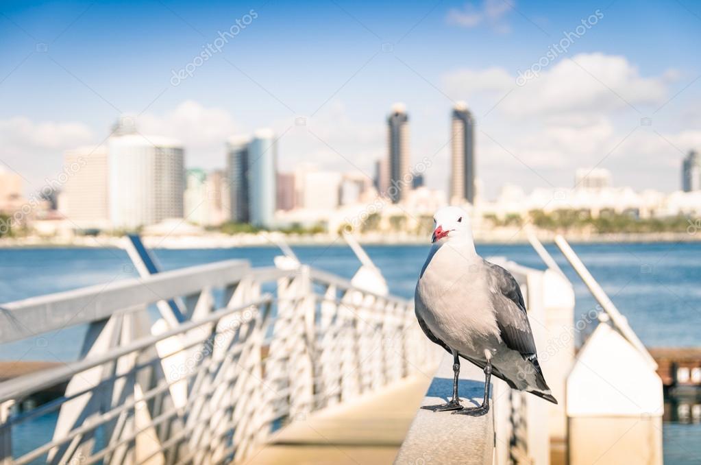 Seagull at San Diego waterfront with skyline view - Skyscrapers from Coronado Island in California - United States