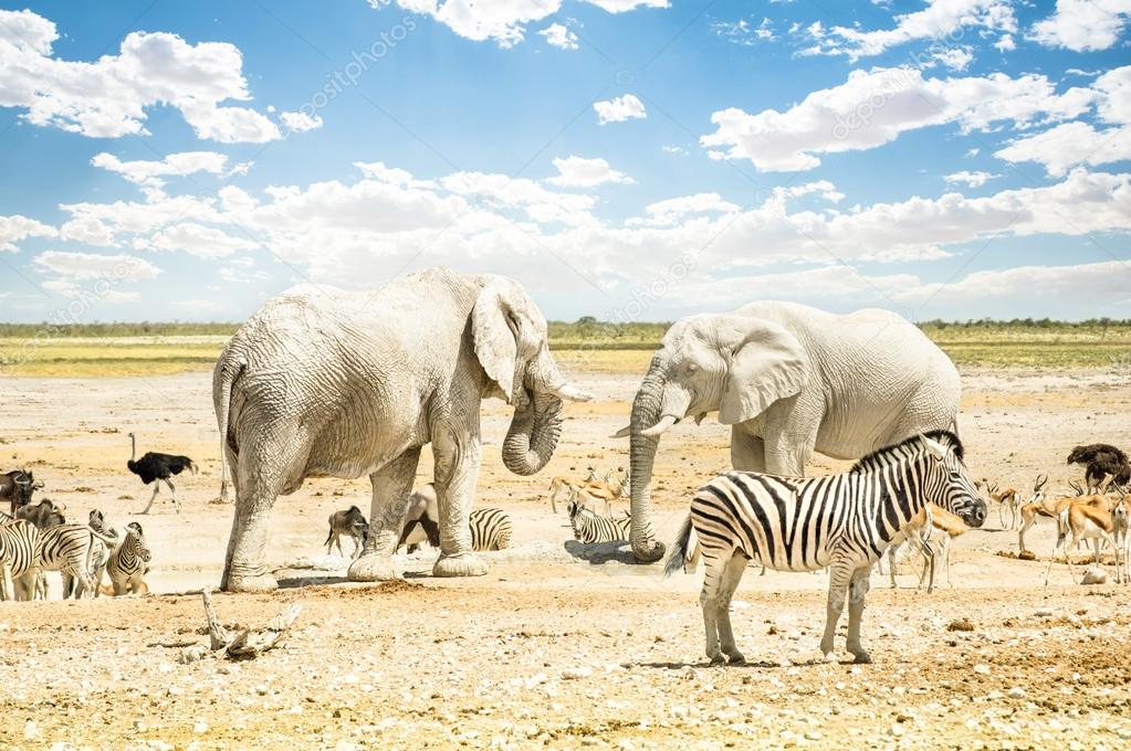 Group of wild mixed animals relaxing on a water pool spot at Etosha Park - World famous natural wonder in the north territory of Namibia - African safari game drives and free wildlife outdoors