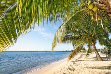 Beach palm ve Küba - Matanzas bölgede Domuzlar Körfezi yakınlarında 