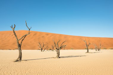 Deadvlei, çöl krater alanda Sossusvlei bölge - Namibya dünya ünlü desert - Afrika doğa harikası ağaçlar Namibya Güney Afrika yakınındaki eşsiz tabiat manzarası ile kuru