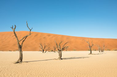 Dry trees in desert crater area at Deadvlei in Sossusvlei territory - Namibian world famous desert - African nature wonder with unique wild landscape in Namibia near South Africa clipart