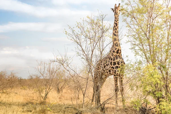 Jirafa comouflaging detrás de los árboles en el parque de safari - Animales salvajes libres en reserva de caza natural real en Sudáfrica - Tonos cálidos de color de la tarde —  Fotos de Stock