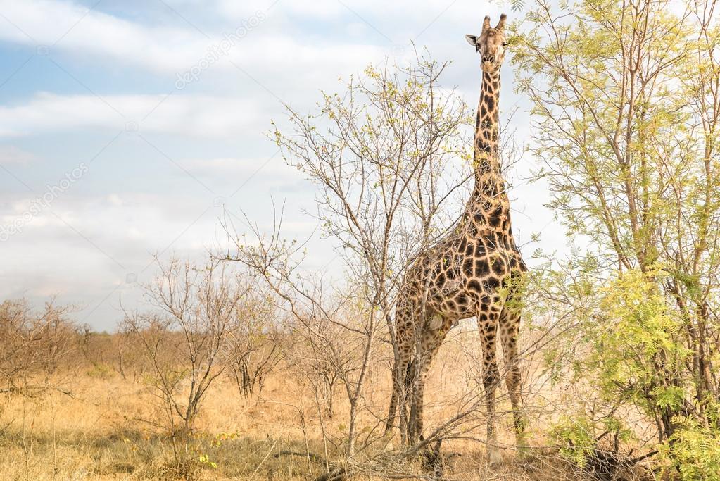 Giraffe comouflaging behind trees at safari park -  Free wildlfie animals in real nature game reserve in South Africa - Warm afternoon color tones