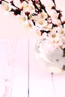 Elma ve kayısıların narin bahar rengi