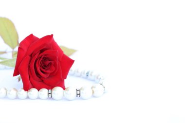 Beyaz arka planda incili narin bir gül.