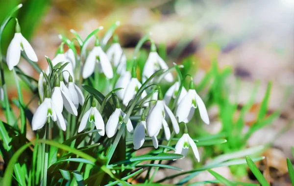 Első tavaszi virágok, hóvirág a kertben, napfény — Stock Fotó