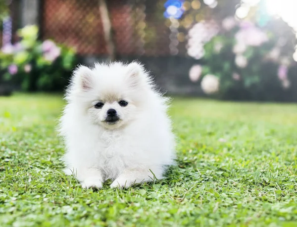 Słodki pies w zielonej trawie letniej. Biały pomeranian spitz — Zdjęcie stockowe