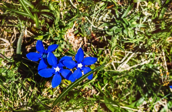 Lindas flores da montanha primavera. Gentiana verna é flor azul selvagem — Fotografia de Stock