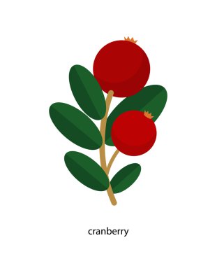 yeşil yaprakları ile kızılcık