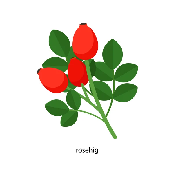 Rosehig con hojas de color verde — Archivo Imágenes Vectoriales