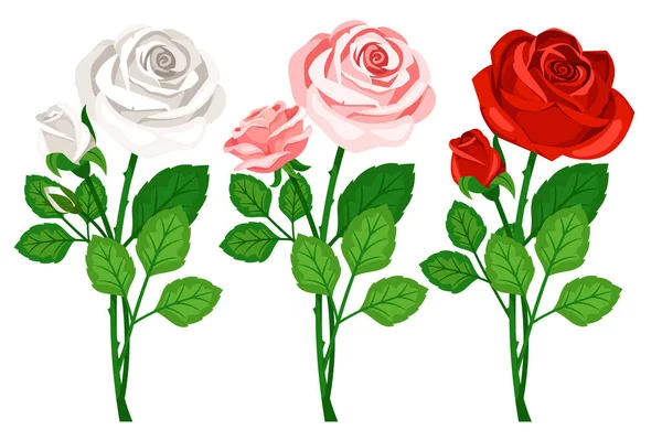 Bellissimi bouquet con boccioli di fiori di rose isolate — Vettoriale Stock