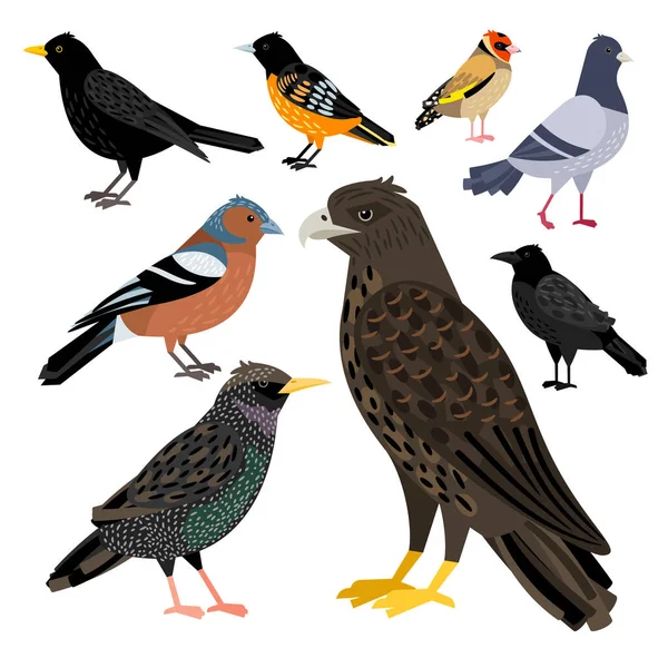 Coleção Maravilhosa Que Consiste Pássaros Coloridos Agradáveis Ilustrações De Bancos De Imagens Sem Royalties