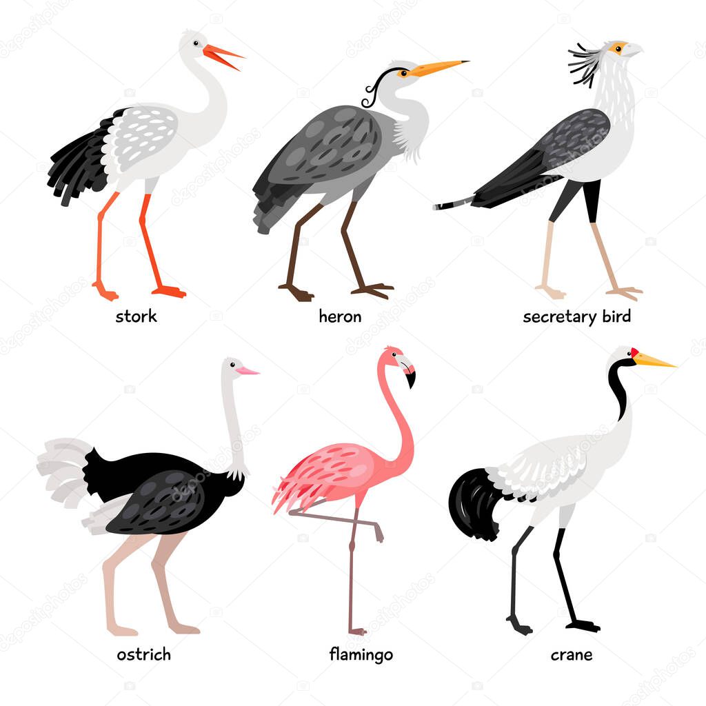 Wonderful collection consisting of nice leggy  colored bird