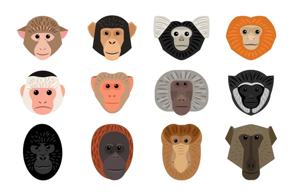 Gros ensemble mignon de différentes têtes de singe — Image vectorielle