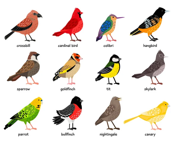 Güzel renkli kuşları olan şirin bir vektör kümesi — Stok Vektör