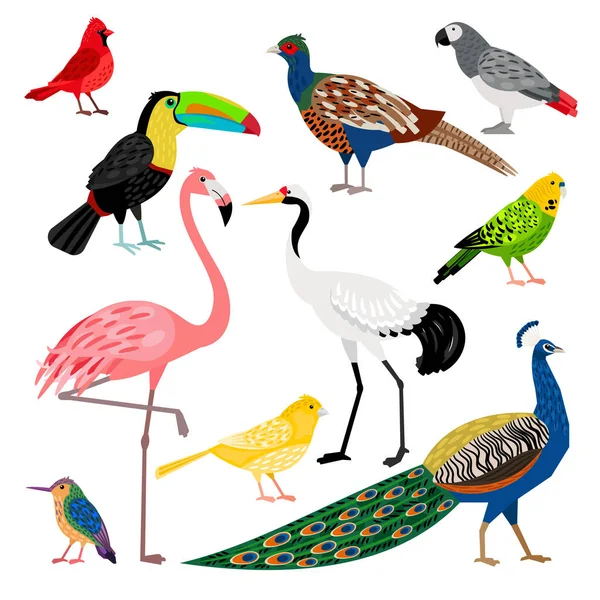 Schöne Reihe von niedlichen wilden exotischen Vögeln — Stockvektor