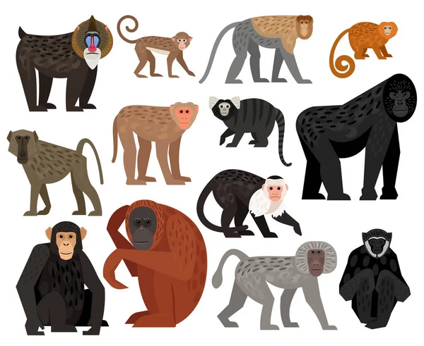 Conjunto de vetor grande agradável de diferentes macacos bonitos Ilustração De Bancos De Imagens