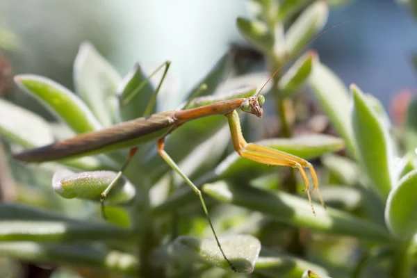 Mante de prière brune Insecte — Photo