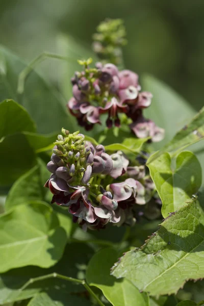 Orzeszków ziemnych indyjski dziki słodkie ziemniaki Wildflower kwitnie — Zdjęcie stockowe
