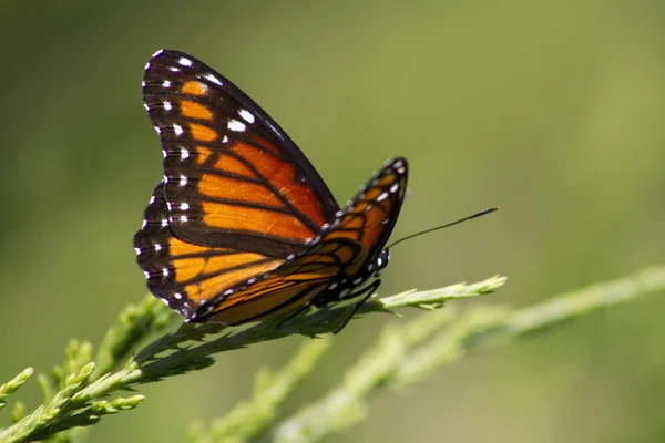 Monarch vlinder - Danaos plexippus — Stockfoto