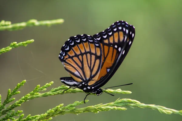 Monarch Butterfly - Danaus plexippus