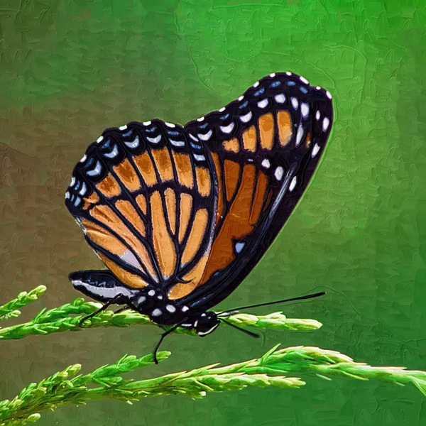 Farfalla monarca dipinta digitalmente - Danaus plexippus — Foto Stock