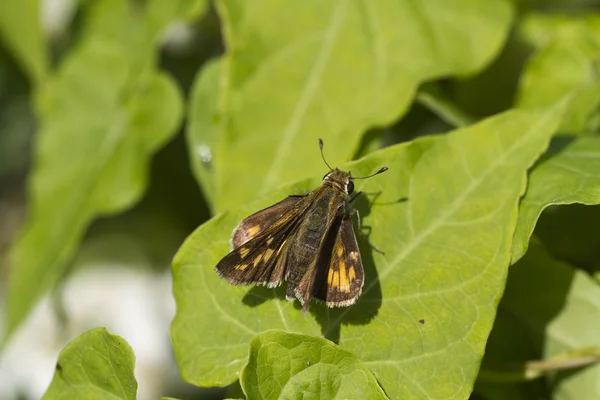 Poanes hobomok Skipper Borboleta — Fotografia de Stock