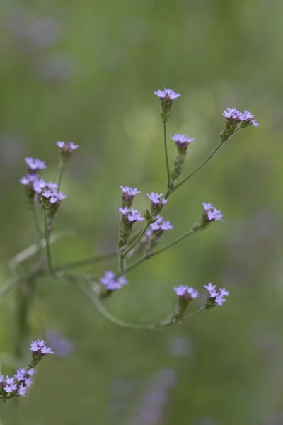 Lavendel Eisenkraut Wildblumen — Stockfoto