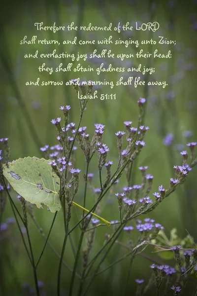 Lavender Verbena Wildflowers and Isaiah 51 Bible Verse — Stock Photo, Image