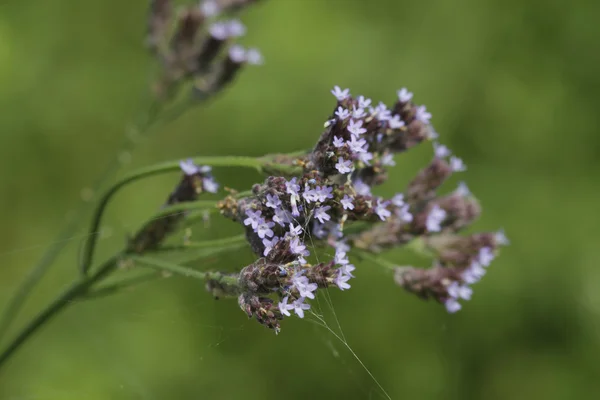 Lavendel Eisenkraut Wildblumen — Stockfoto