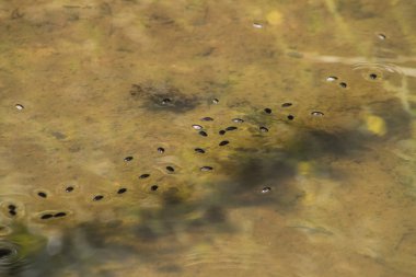 Water Scavenger Beetles Floating on Swamp clipart