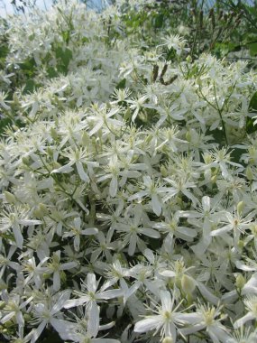 Beyaz Western bakireler Bower Clematis ligusticifolia kır çiçekleri