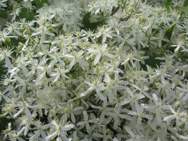 Beyaz Western bakireler Bower Clematis ligusticifolia kır çiçekleri