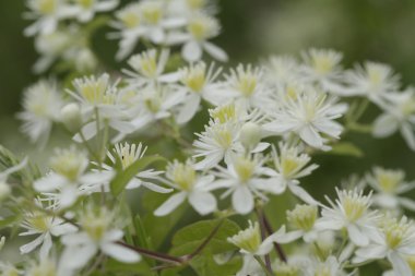 Beyaz Western bakireler Bower Clematis ligusticifolia kır çiçekleri