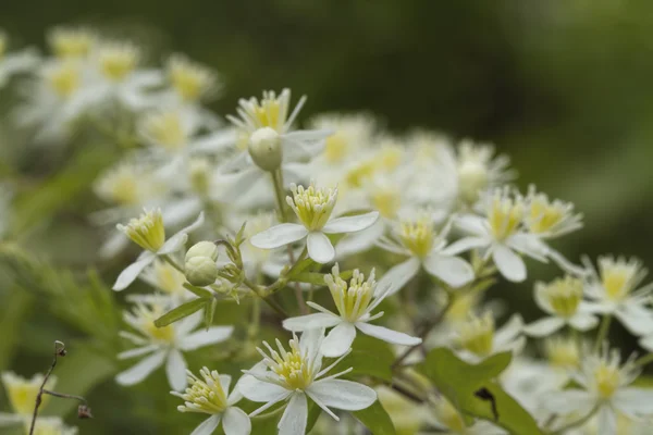 White Western Virgins Bower Clematis ligusticifolia Flores silvestres — Foto de Stock