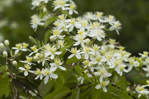 White Western Virgins Bower Clematis ligusticifolia Flores silvestres — Foto de Stock