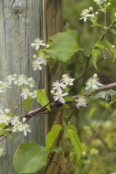 White Western Virgins Bower Clematis ligusticifolia Wildflowers — Stock Photo, Image