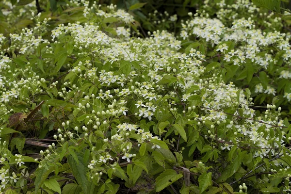 White Western Virgins Bower Clematis ligusticifolia Flores silvestres — Fotografia de Stock