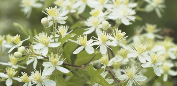 White Western Virgins Bower Clematis ligusticifolia Flores silvestres — Foto de Stock