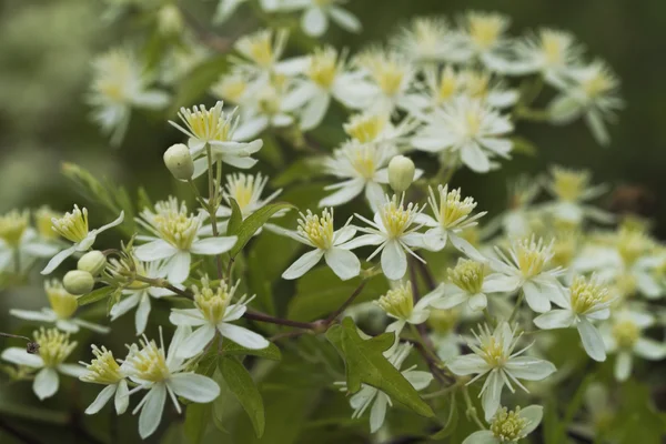 Белые девственницы Запада Bower Clematis ligusticifolia Wildflowers — стоковое фото