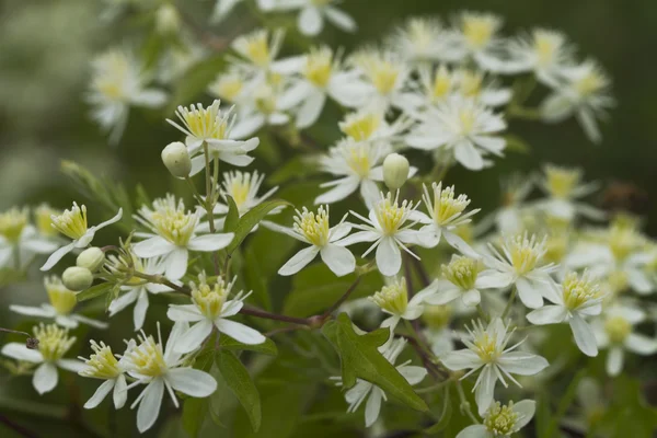 Белые девственницы Запада Bower Clematis ligusticifolia Wildflowers — стоковое фото