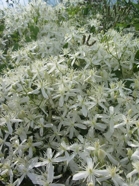 White Western Virgins Bower Clematis ligusticifolia Flores silvestres — Foto de Stock