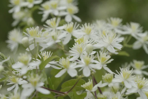 Weiße westliche Jungfrauen Laube Clematis ligusticifolia Wildblumen — Stockfoto