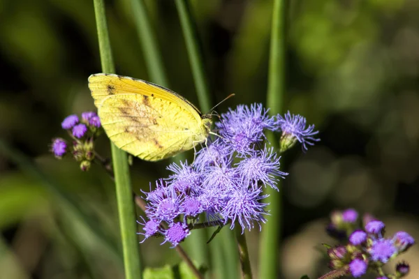 Farfalla di zolfo senza nuvole su fiori selvatici viola Ageratum — Foto Stock