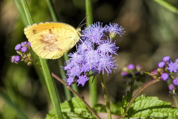 Bulutsuz kükürt kelebek mor Ageratum kır çiçekleri üzerinde 